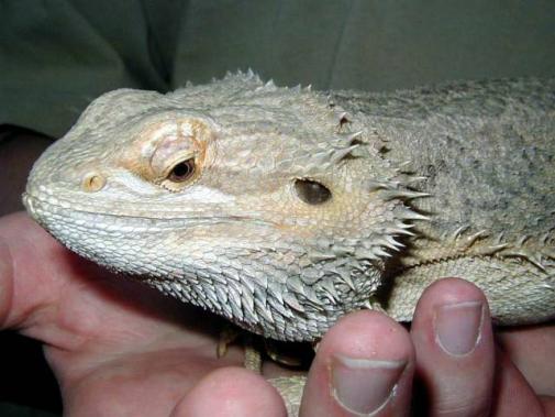 35.-pogona-vitticeps.preview